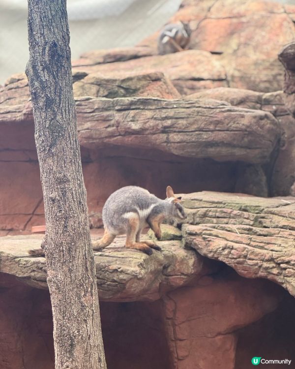 悉尼市中心親近澳洲野生動物🦘