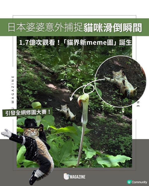 日本婆婆意外捕捉貓咪滑倒瞬間 ｜ 1.7億次觀看！「貓界新meme圖」誕生