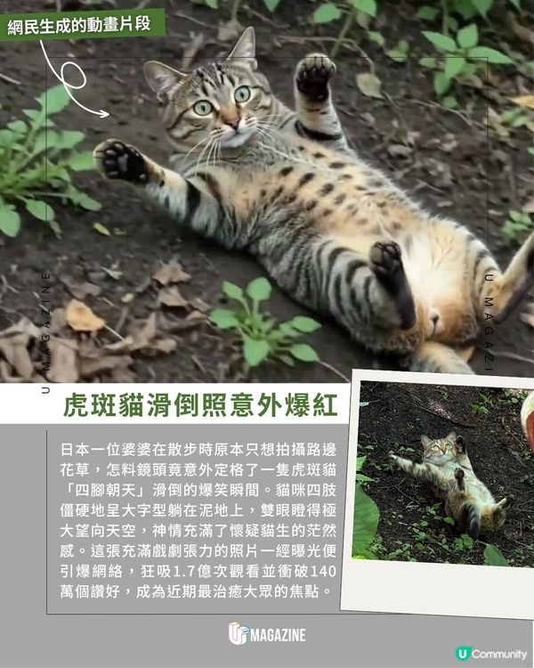 日本婆婆意外捕捉貓咪滑倒瞬間 ｜ 1.7億次觀看！「貓界新meme圖」誕生