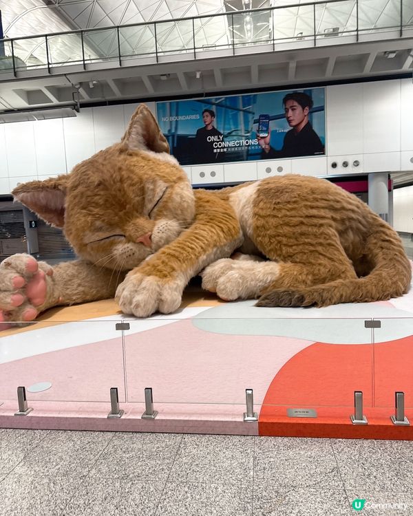 機場大貓打卡位🐱💖