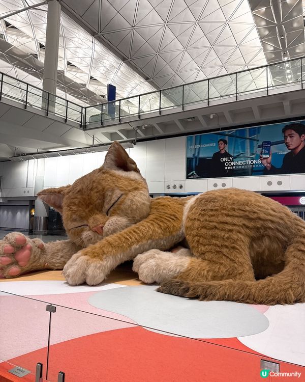 機場大貓打卡位🐱💖