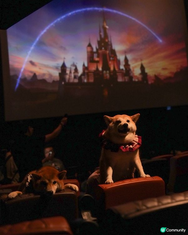 同狗狗一齊入戲院睇toy story💕