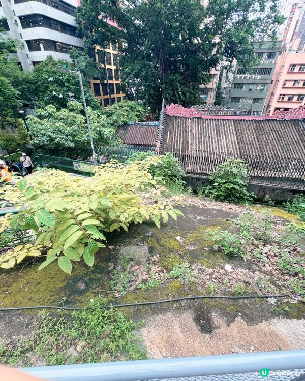 灣仔「城市綠洲」🌸 歷史故事賞 😍