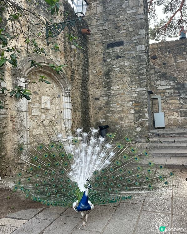 Peacocks in Lisbon