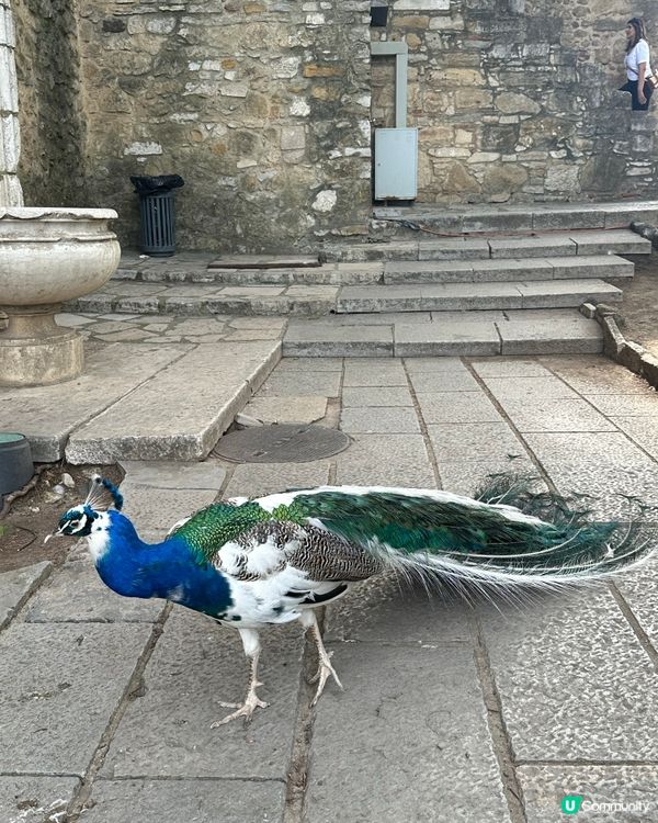 Peacocks in Lisbon