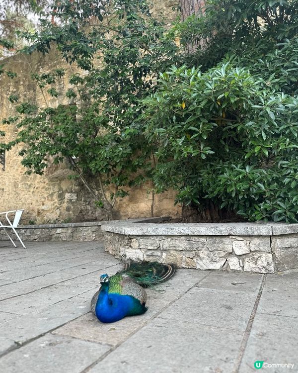 Peacocks in Lisbon