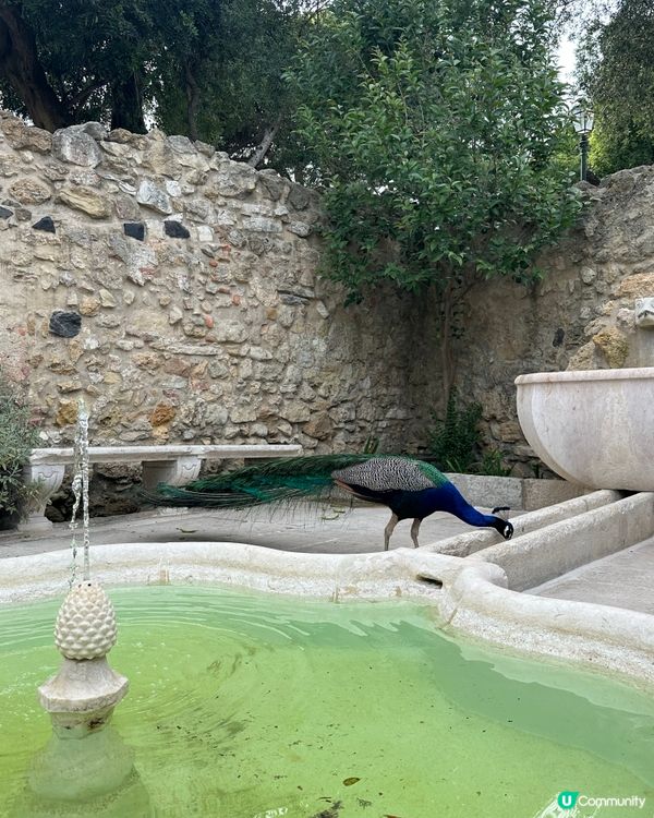 Peacocks in Lisbon