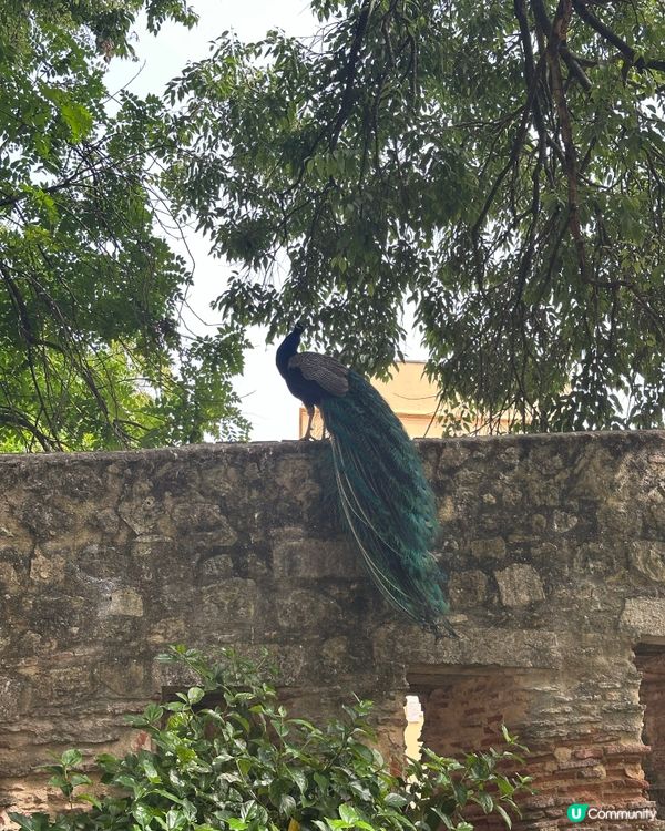 Peacocks in Lisbon