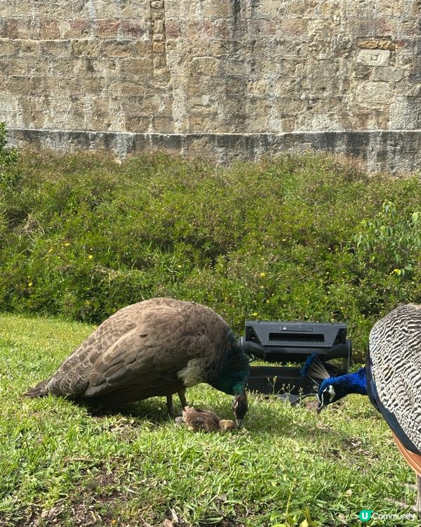 Peacocks in Lisbon