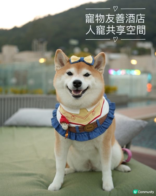 🦊Dogcation必去日落打卡大天台🌟