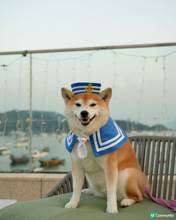 🦊Dogcation必去日落打卡大天台🌟