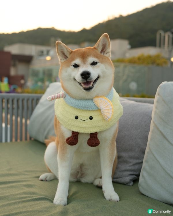 🦊Dogcation必去日落打卡大天台🌟