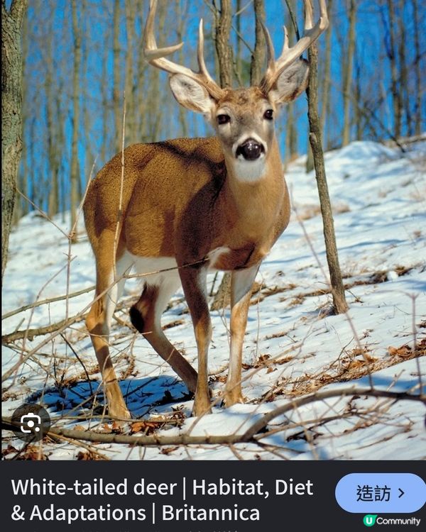 As the deer