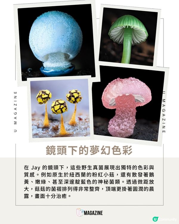 紐西蘭攝影師拍出「微觀菇菇世界」！趴泥地整天只為拍一朵菇？                                                    