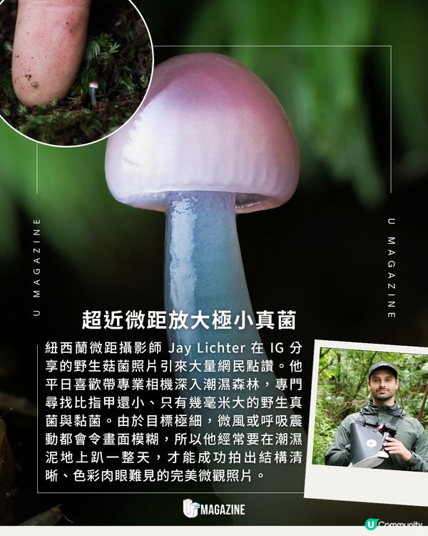 紐西蘭攝影師拍出「微觀菇菇世界」！趴泥地整天只為拍一朵菇？                                                    
