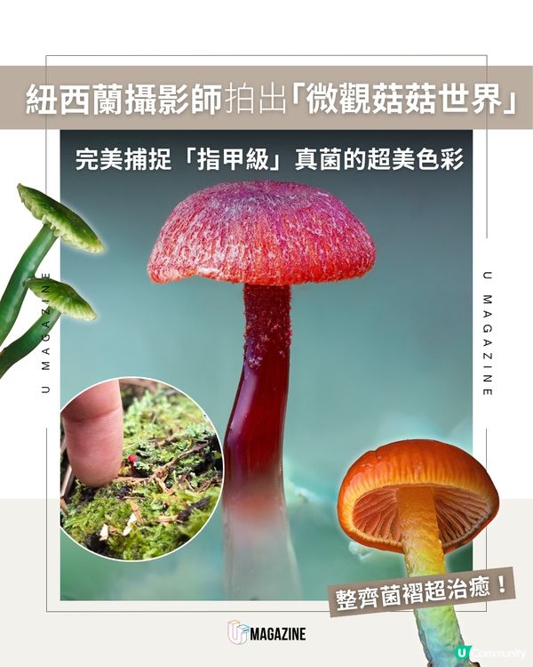 紐西蘭攝影師拍出「微觀菇菇世界」！趴泥地整天只為拍一朵菇？                                                    