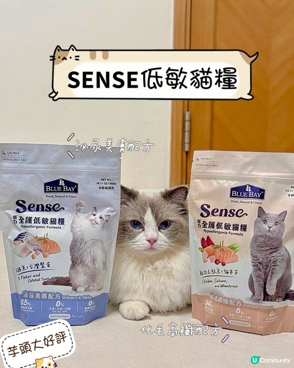 🐱 芋頭尿閉手術後轉糧實錄‼️處方糧拜拜👋🏻👋🏻