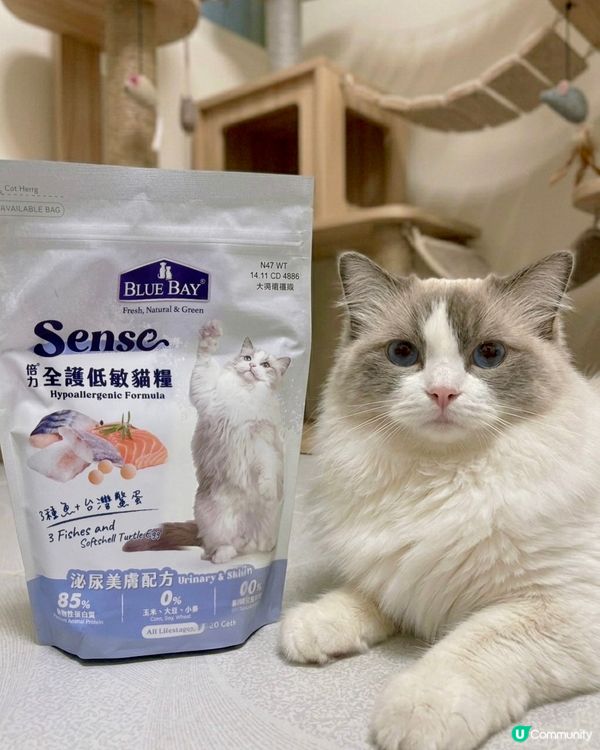 🐱 芋頭尿閉手術後轉糧實錄‼️處方糧拜拜👋🏻👋🏻