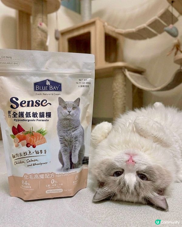 🐱 芋頭尿閉手術後轉糧實錄‼️處方糧拜拜👋🏻👋🏻