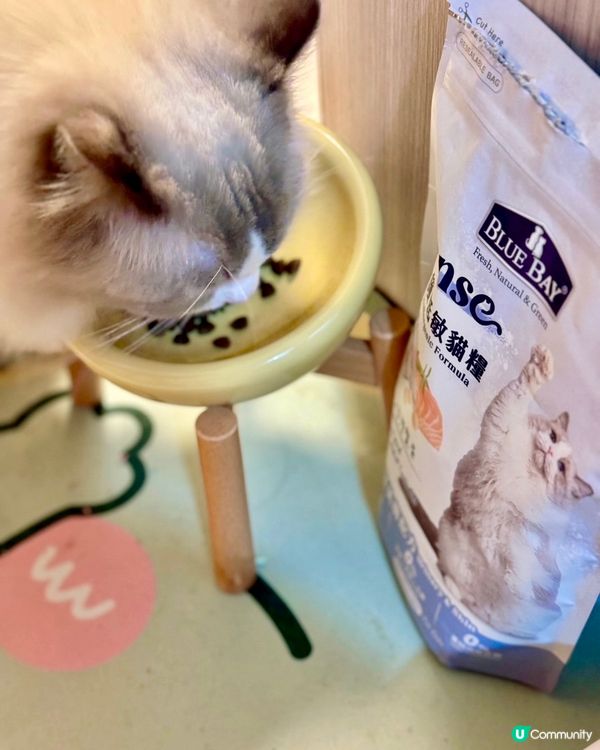 🐱 芋頭尿閉手術後轉糧實錄‼️處方糧拜拜👋🏻👋🏻