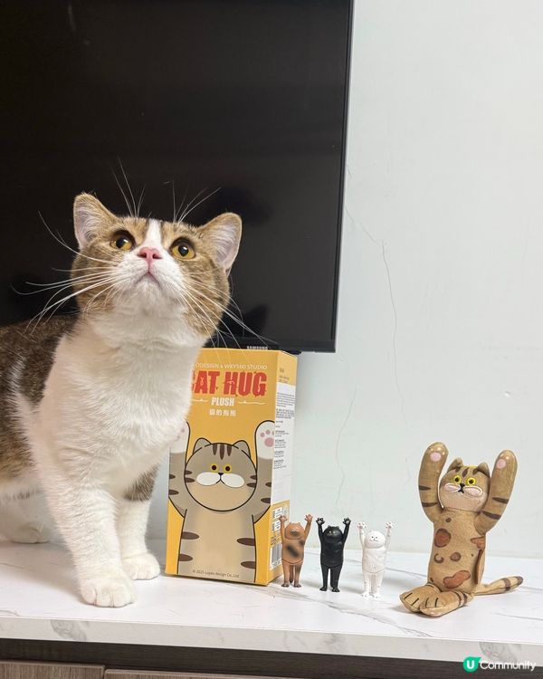 貓奴注意!最可愛貓貓系列盲盒🐈