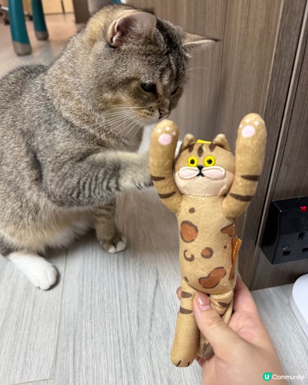 貓奴注意!最可愛貓貓系列盲盒🐈