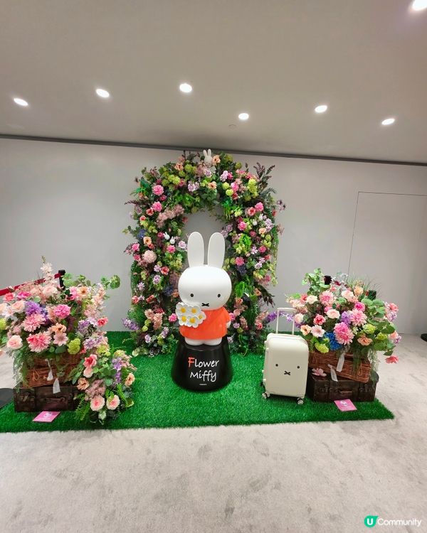 銅鑼灣Miffy限定店！🐰🌸💖