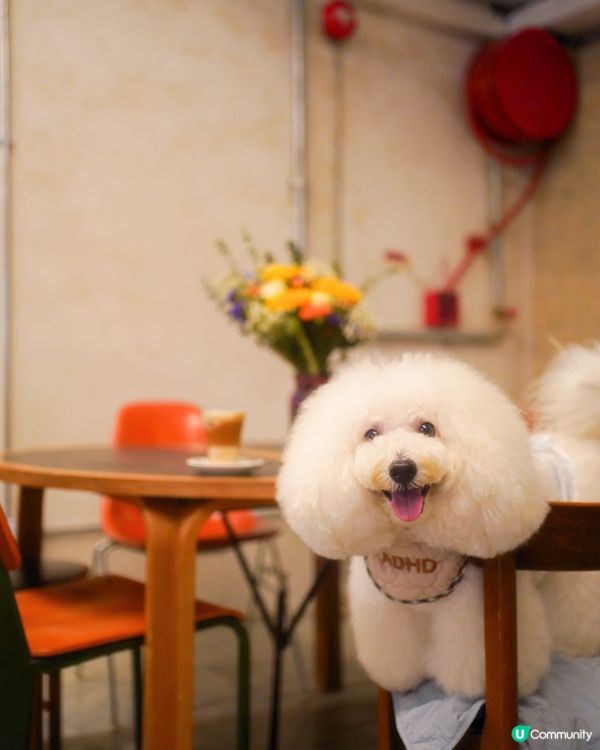 韓系cafe 新址🐾全院 pet friendly
