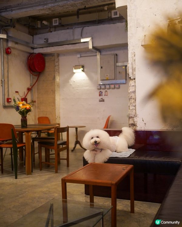 韓系cafe 新址🐾全院 pet friendly