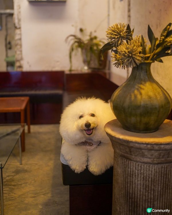 韓系cafe 新址🐾全院 pet friendly