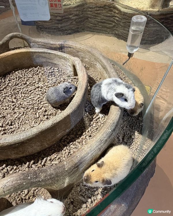 📍中山一日遊~解鎖「米果動物城」🦔🦝🦜零距離互動體驗✨