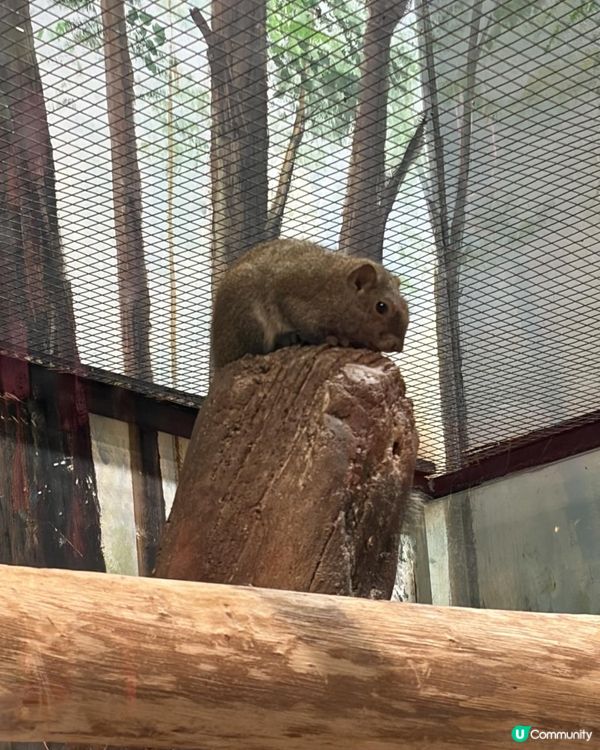 📍中山一日遊~解鎖「米果動物城」🦔🦝🦜零距離互動體驗✨