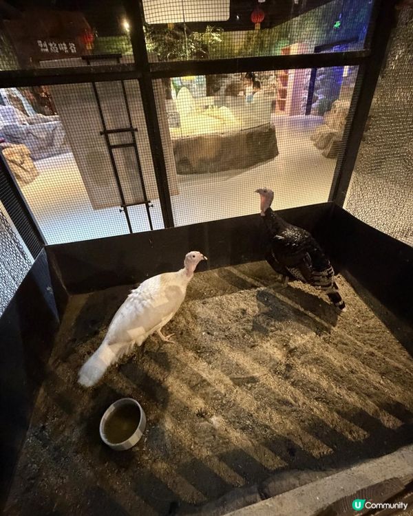 📍中山一日遊~解鎖「米果動物城」🦔🦝🦜零距離互動體驗✨