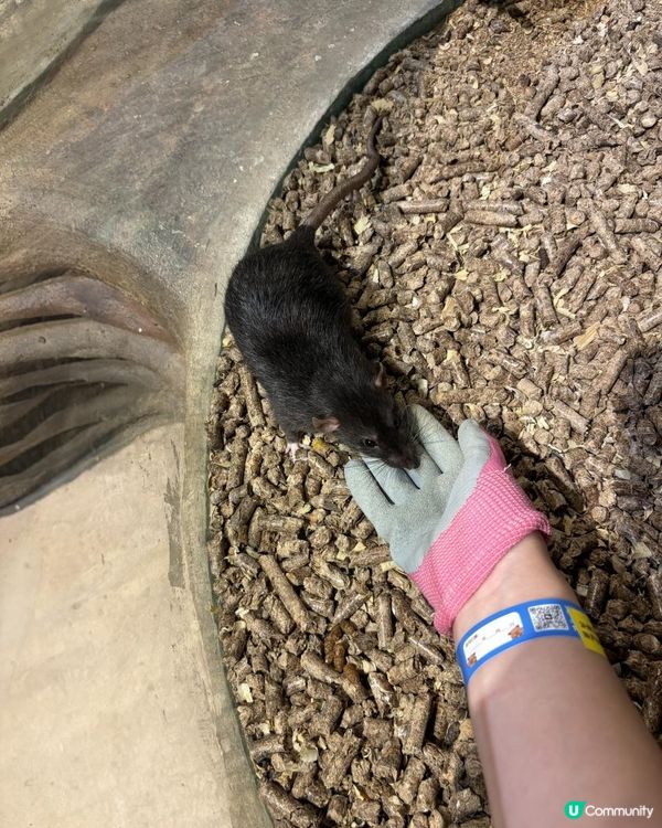📍中山一日遊~解鎖「米果動物城」🦔🦝🦜零距離互動體驗✨