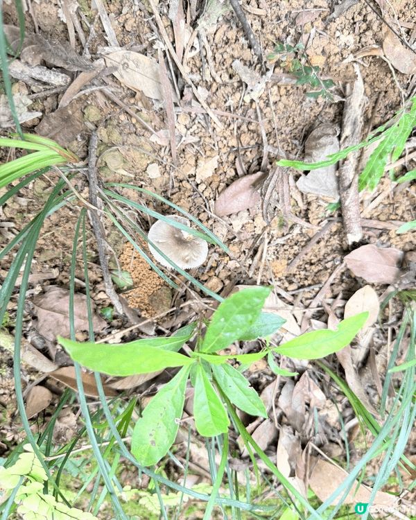 ​呢排帶咗嘉嘉去參加 My Mini Zoo 小小寵物園 搞...