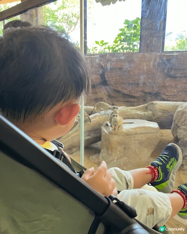 去海洋公園，可以帶BB睇動物，比佢見下企鵝同熊貓🐼