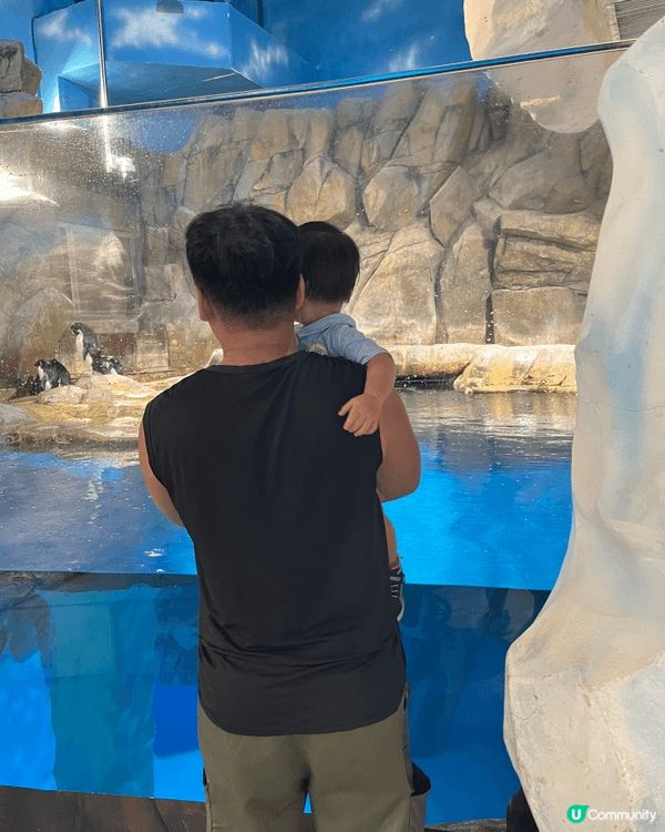 去海洋公園，可以帶BB睇動物，比佢見下企鵝同熊貓🐼