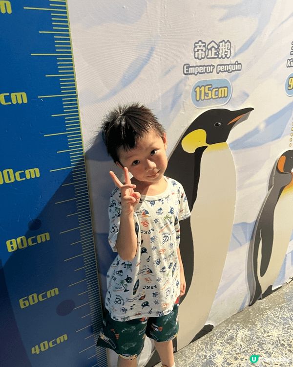 近日帶了仔仔去長隆海洋王國，見到好多好可愛小動物，真係令人好...