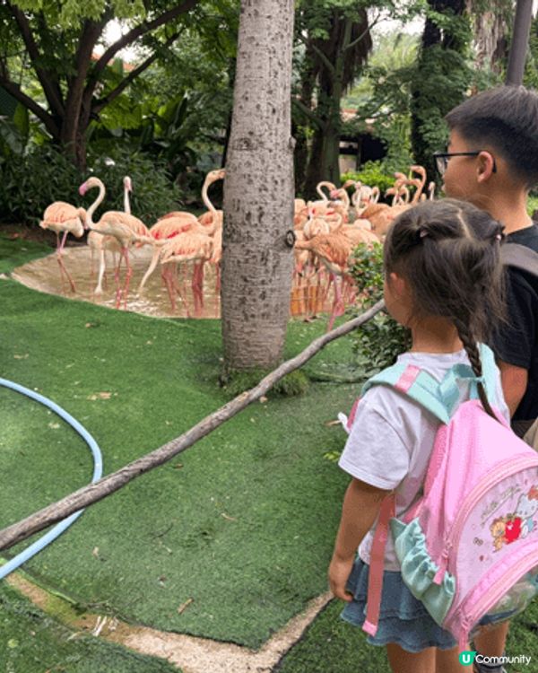 我們好喜歡帶小朋友到海洋公園，動物園去睇動物，好讓孩子了解更...