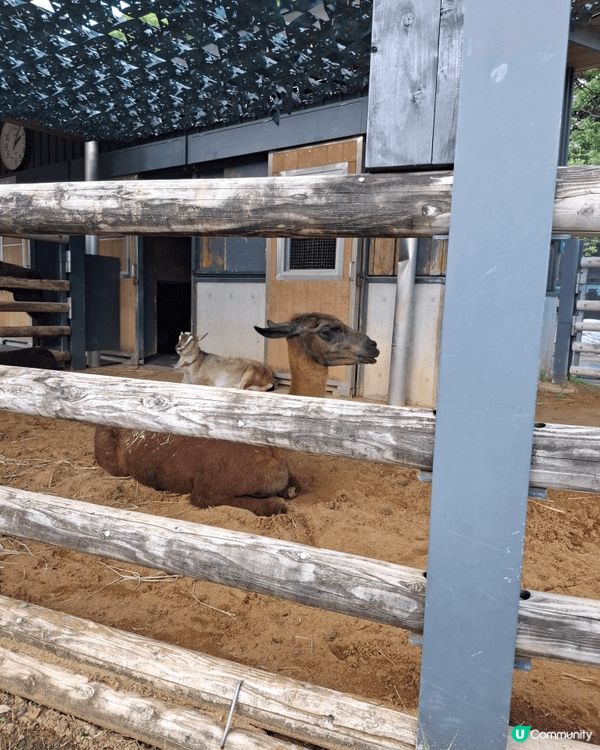 日本上野動植物公園，有好多香港冇得睇既動物