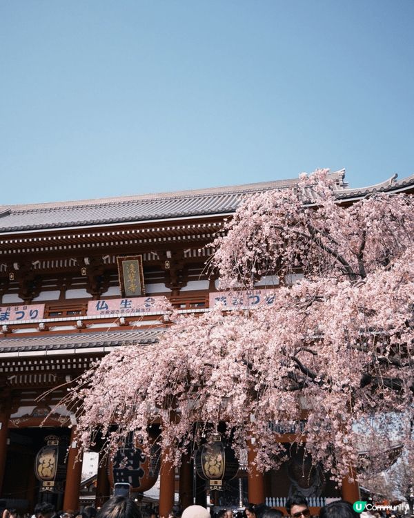 櫻花季的淺草寺乃為日本必去打卡聖地！漫天紛飛的粉白櫻花，浪漫...