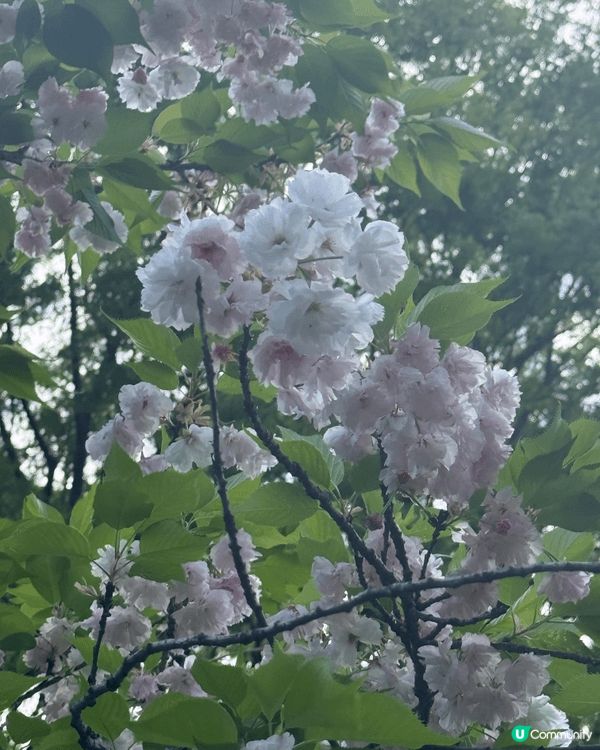 去日本一定係要睇櫻花 特別靚