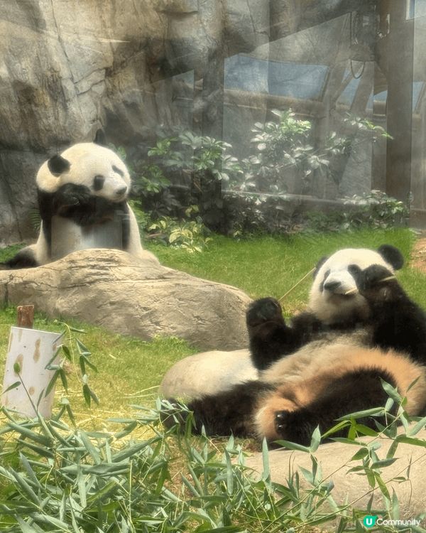 建議入海洋公園玩的話安排上午先去探熊貓，是他們的開餐時間，也...