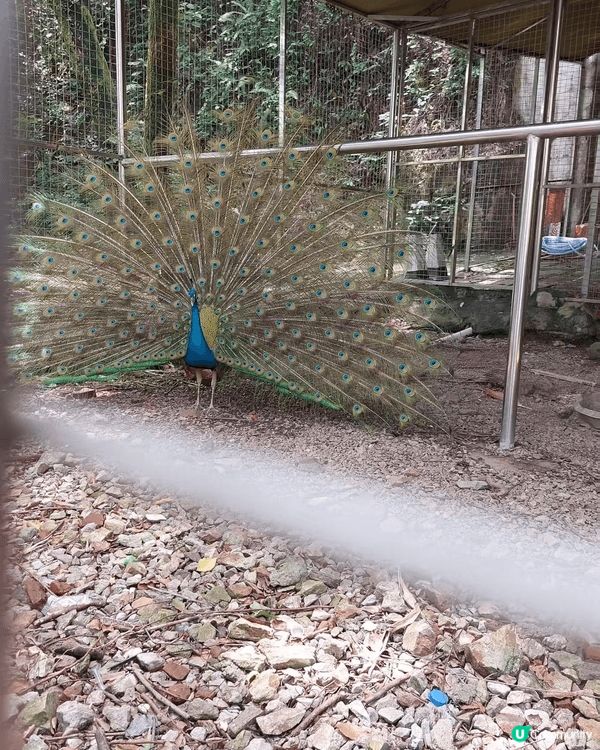 中山出名馬嶺公園，雖然當日天氣非常熱，但好好彩預到孔雀開屏