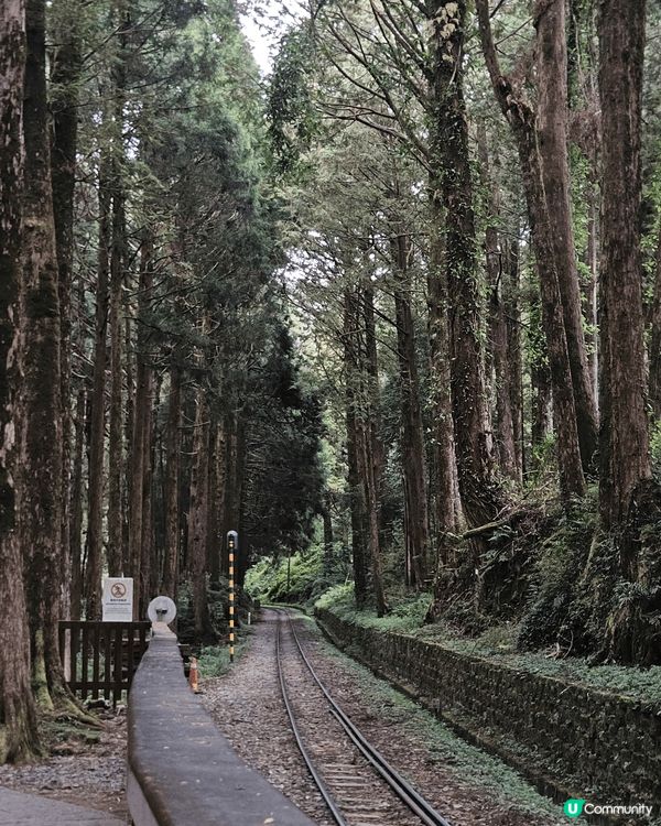 去了一趟洗滌心靈的阿里山之旅