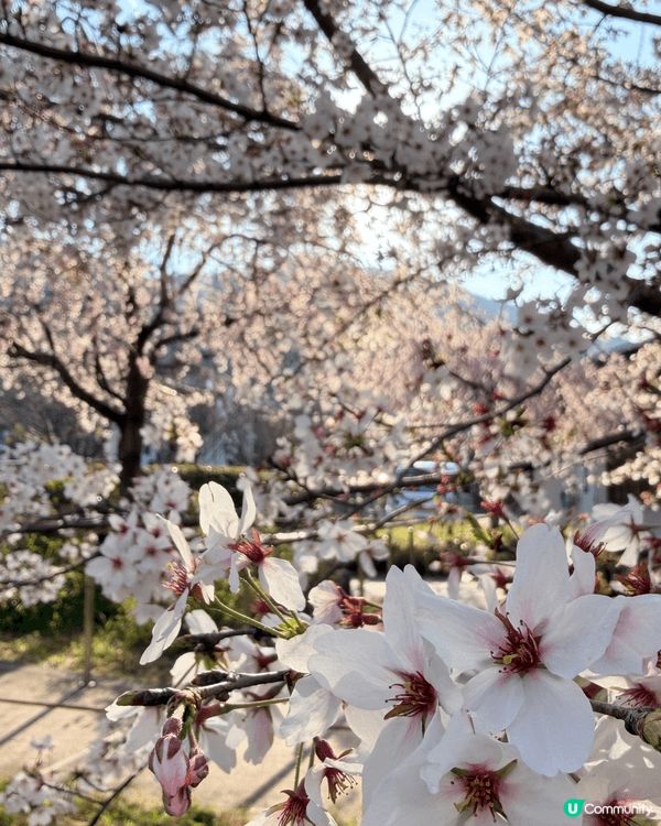 去京都嵐山玩，「渡月橋」絕對係必去嘅靈魂景點！呢條橫跨桂川嘅...