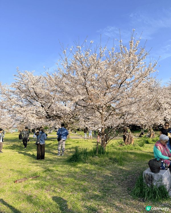 去京都嵐山玩，「渡月橋」絕對係必去嘅靈魂景點！呢條橫跨桂川嘅...