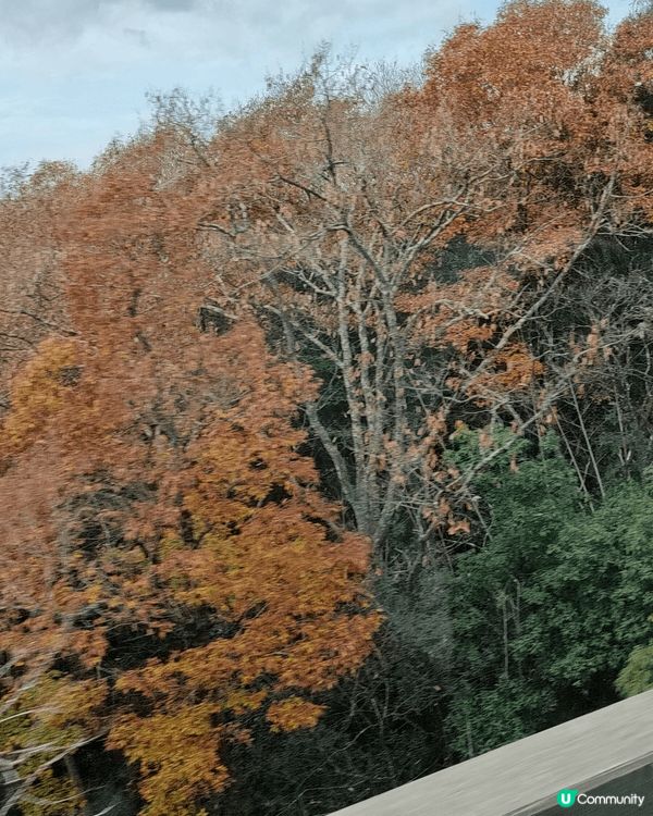 這次天橋立一日遊，很值得來體驗吊椅纜車、美景、騎腳踏車、伊根...