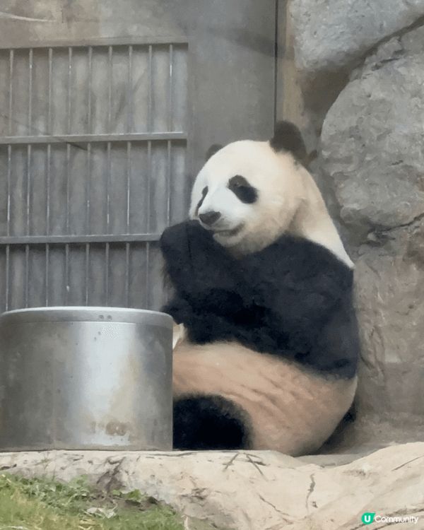 最近去香港海洋公園，第一站當然係直衝大熊貓館，近距離看「安安...