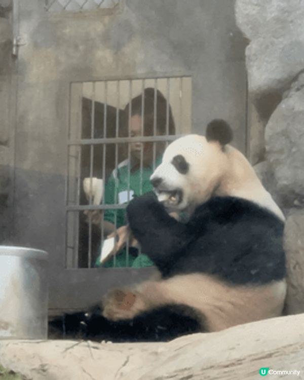 最近去香港海洋公園，第一站當然係直衝大熊貓館，近距離看「安安...